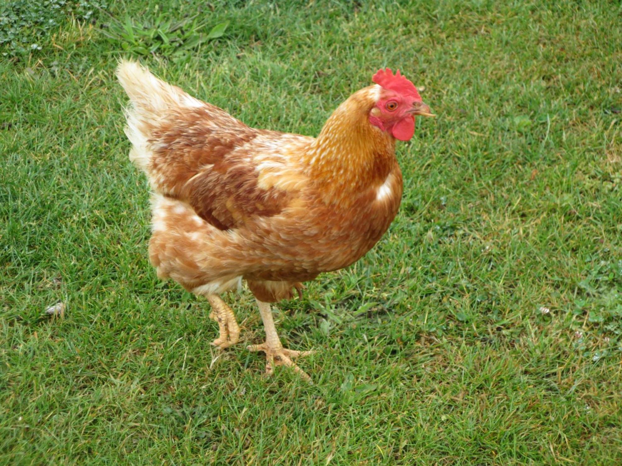 Gite Paimpol Le Poullou מראה חיצוני תמונה